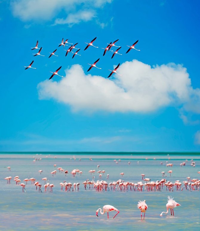 Tez Tour nuotr./Sardinijos flamingai