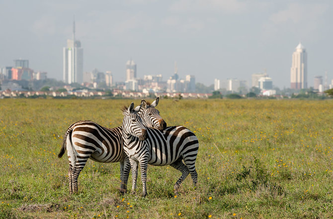 Shutterstock.com nuotr. / Nairobis, Kenija