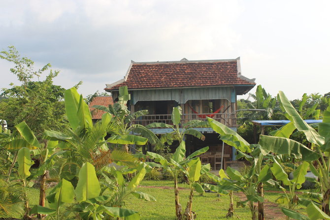 R.Šulcienės nuotr./Kambodžos pipirų plantacijos