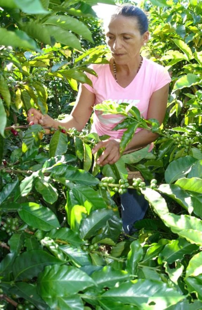 Virginijos Barštytės nuotr./Kavos plantacija Kolumbijoje