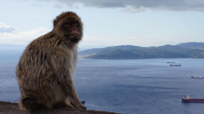 S.Galdikaitės nuotr./Laukinis magotas - Gibraltaro beždžionės