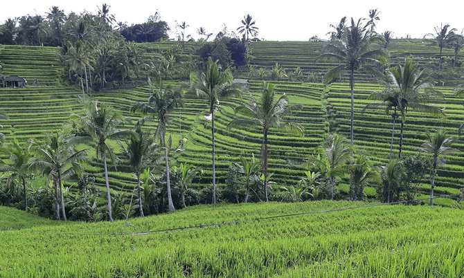 V.Panovaitės nuotr./Balio ryžių laukai
