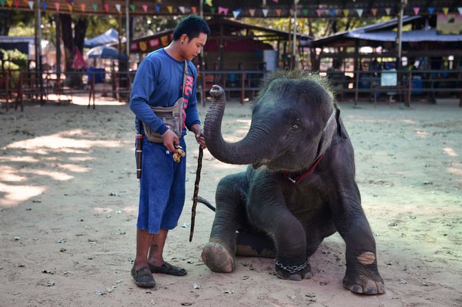 AFP/„Scanpix“ nuotr./Išnaudojami drambliai Tailande