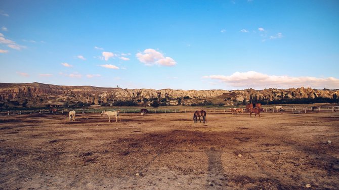 Wander Spot Explore nuotr./Arkliai