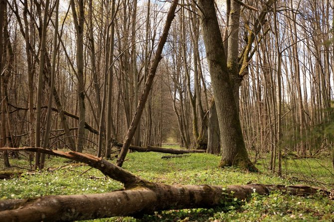 „Nesėdėk namuose“ nuotr./Šereiklaukio miško takas