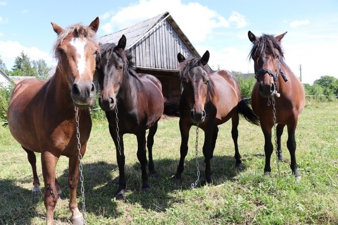 Alytaus rajono savivaldybės nuotr./Gyvūnai Alytaus rajone