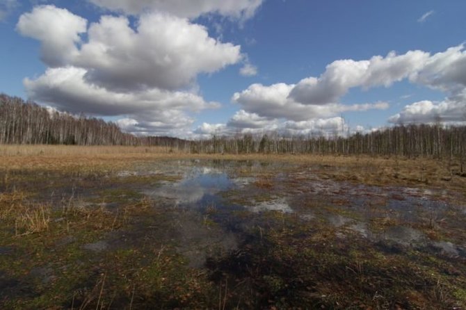 Valstybinių miškų urėdijos archyvo nuotr./Sacharos pelkė – Rokiškio rajone esanti buveinių apsaugai svarbi teritorija