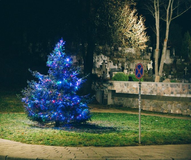 „Neakivaizdinio Vilniaus“ nuotr./Eglė prie Rasų kapinių. Igno Nefo nuotr.