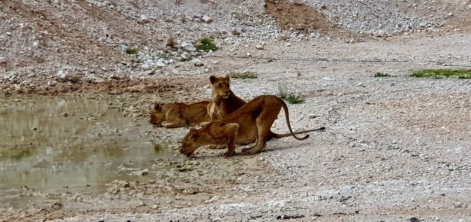 D.Makauskio nuotr./Kelionė Namibijoje