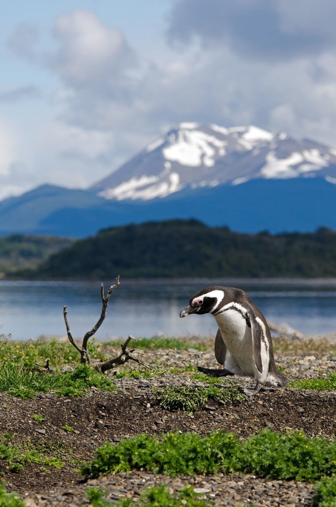 123rf.com nuotr. / Martilo salos pingvinai