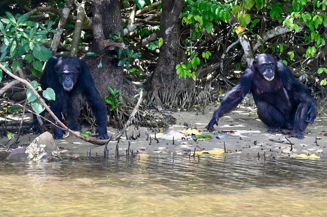 D.Pankevičiaus nuotr./Šimpanzės atgabentos iš JAV po cheminių bandymų su jomis. Liberija