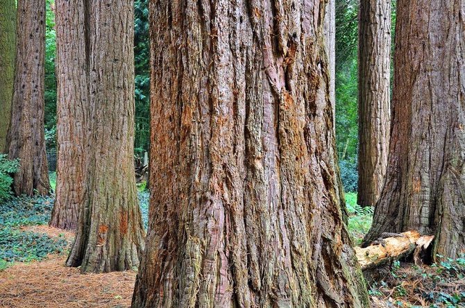 Sequoiafarm nuotr./Kaldenkirchen sekvojų ferma, Vokietija