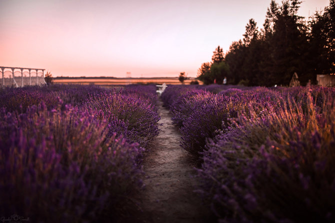 Sonst Photography nuotr./Levandų ūkis