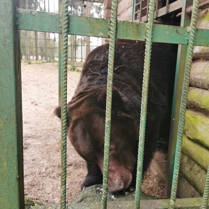 Valstybinių miškų urėdijos nuotr./Žvėrinčius