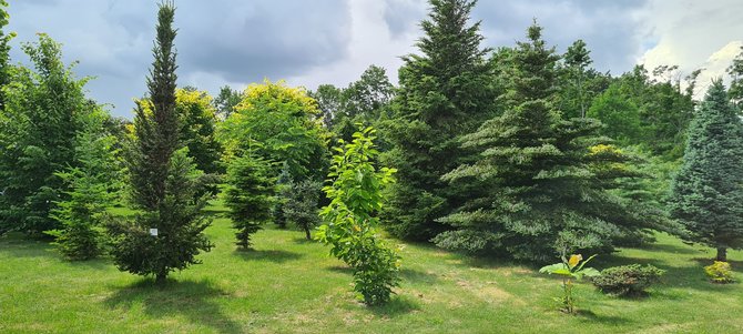 Valstybinių miškų urėdijos nuotr./Dubravos arboretumas