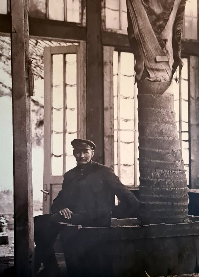 Rietavo Oginskių kultūros istorijos muziejaus archyvo nuotrauka/Paskutinysis dvaro parko sodininkas Bronius Saponka (1862 – 1961) oranžerijoje prie didžiųjų palmių.