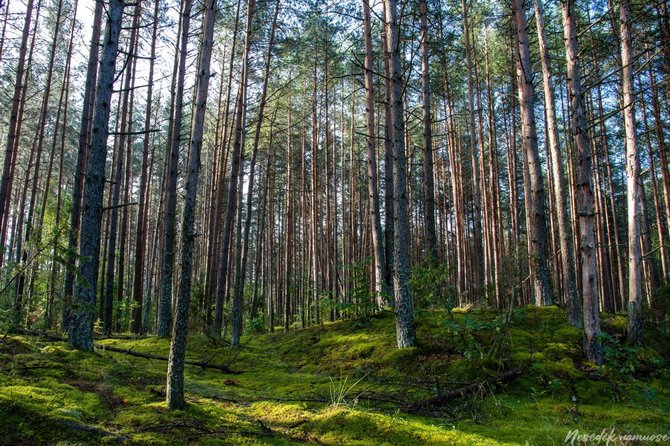 Nesėdėk namuose nuotr./Skroblaus pažintinis takas