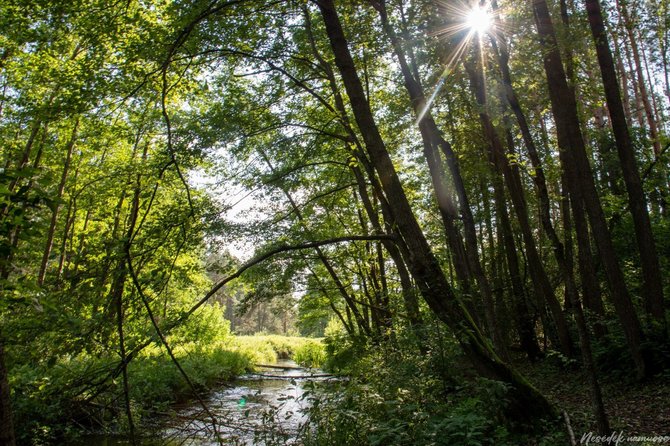 Nesėdėk namuose nuotr./Saulės takas, Druskininkai