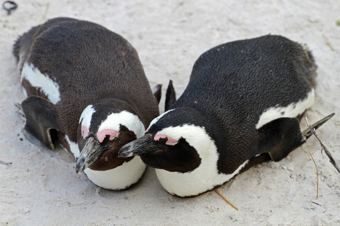 123rf.com nuotr./Afrikos pingvinai PAR