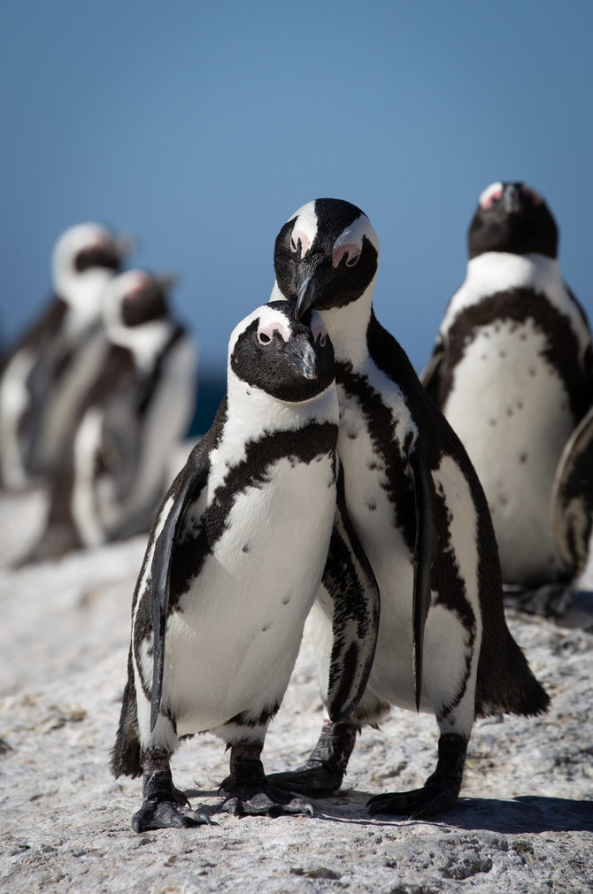 123rf.com nuotr./Afrikos pingvinai PAR
