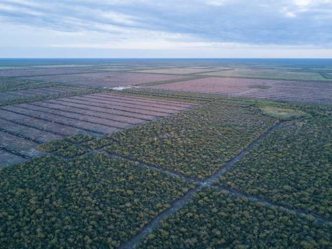 Earthsight nuotr./Neteisėtas miškų kirtimas oficialiai saugotina paskirtoje Ajoreo žmonių teritorijoje, 2019 m. 