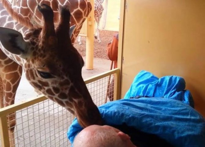 facebook.com/wensenrijders nuotr./Nuo vėžio mirštančiam zoologijos sodo darbuotojui – paskutinis žirafos bučinys