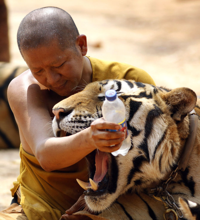 „Scanpix“/AP nuotr./„Tigrų šventykla“ Tailande