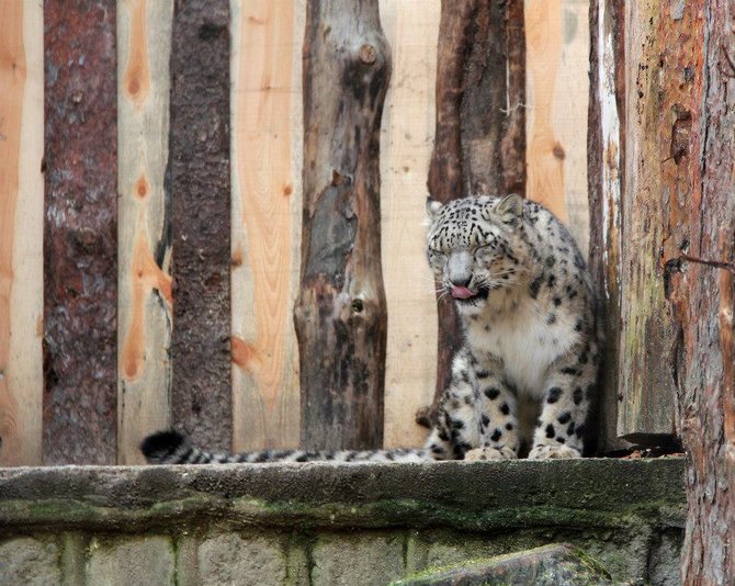 Kauno zoologijos sodo nuotr./Snieginio leopardo patelė Venla