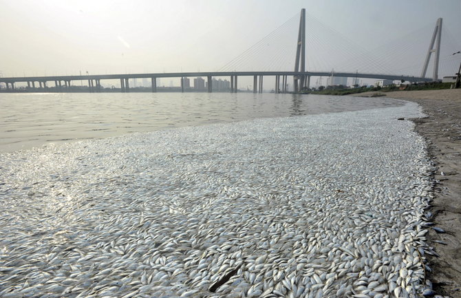 „Reuters“/„Scanpix“ nuotr./Negyvos žuvys netoli Tiandzino sprogimo vietos