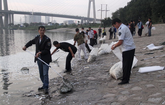 „Reuters“/„Scanpix“ nuotr./Negyvos žuvys netoli Tiandzino sprogimo vietos
