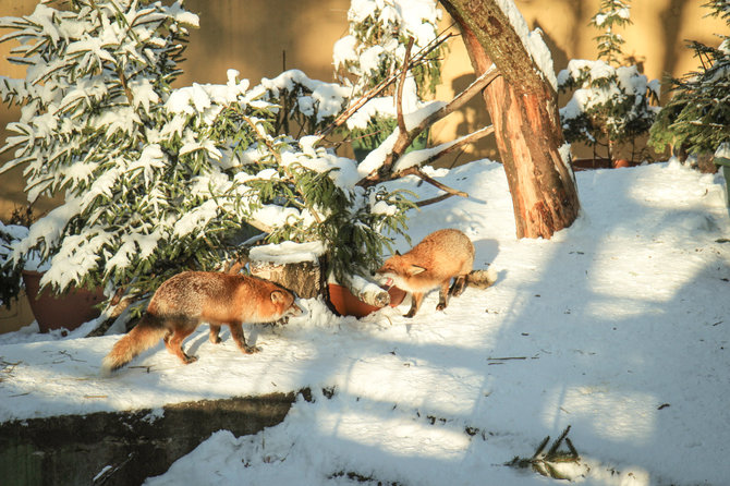 Lietuvos zoologijos sodo nuotr./Lietuvos zoologijos sodas žiemą