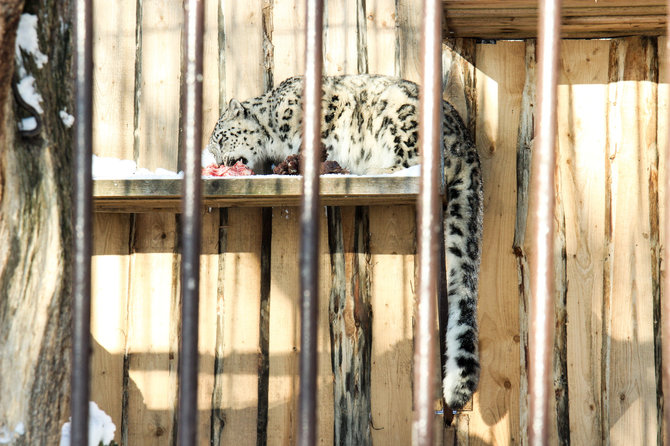 Lietuvos zoologijos sodo nuotr./Lietuvos zoologijos sodas žiemą