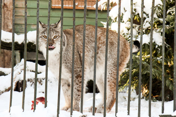 Lietuvos zoologijos sodo nuotr./Lietuvos zoologijos sodas žiemą