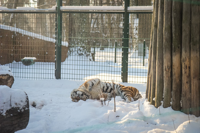 Lietuvos zoologijos sodo nuotr./Lietuvos zoologijos sodas žiemą