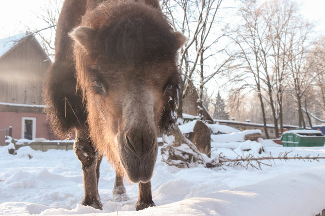 Lietuvos zoologijos sodo nuotr./Lietuvos zoologijos sodas žiemą