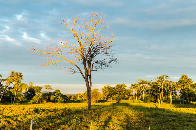 Shutterstock.com nuotr./Pantanalio draustinis