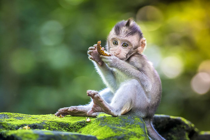 Shutterstock nuotr./Beždžionių miškas