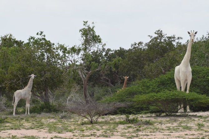 „Hirola Conservation Programme“ nuotr./Baltosios žirafos