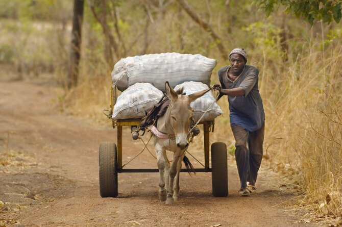 „Scanpix“ / „Picture-Alliance“ nuotr. / Asilai Afrikoje