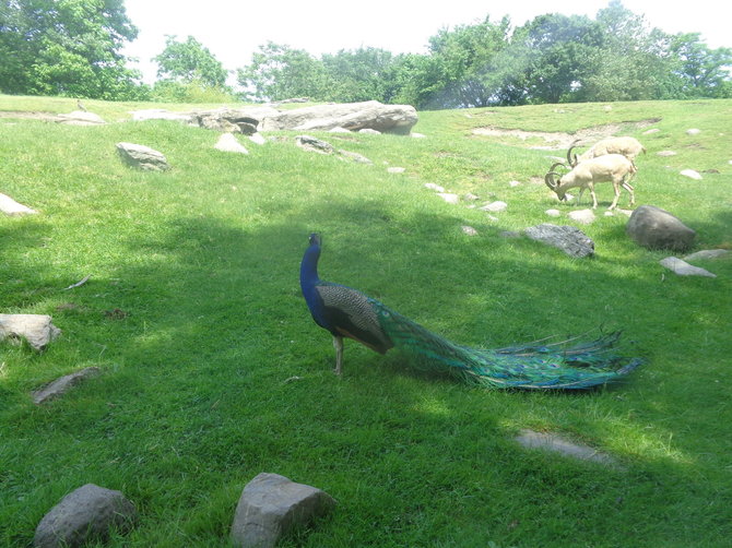 Gabijos Lebednykaitės nuotr./Zoologijos sodas Bronkse