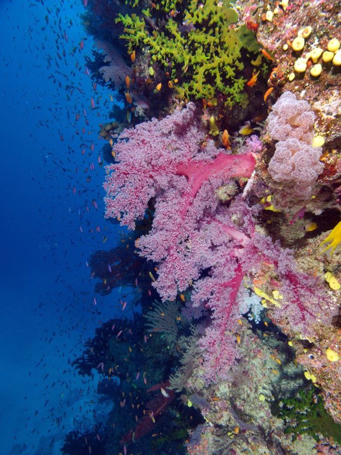 Wira Wijoga nuotr./Minkštasis koralas Namenos rezervate