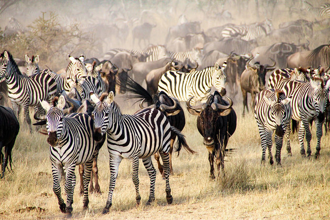 Shutterstock.com nuotr./Serengečio nacionalinis parkas