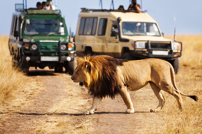 Shutterstock.com nuotr./Masai Mara gamtos rezervatas