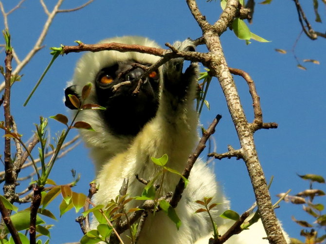 Travel Planet nuotr./Madagaskaras, Ranomafano parko lemūras