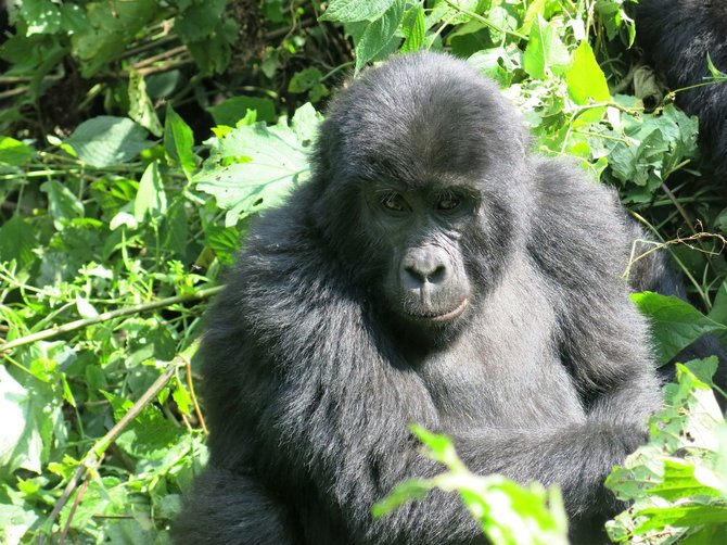 Travel Planet nuotr./Uganda, gorila Bvindi parke