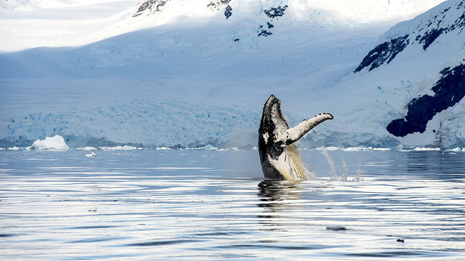 Shutterstock.com nuotr./Išnyrantys banginiai, Aliaska, JAV