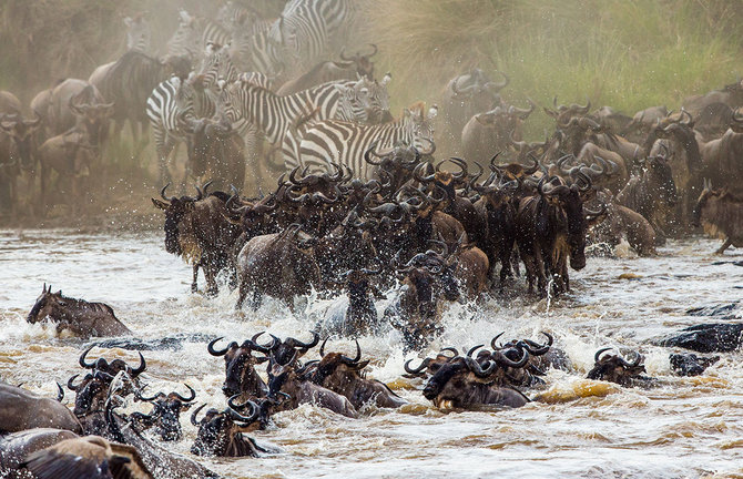 Shutterstock.com nuotr./Kanopinių žinduolių migracija, Tanzanija