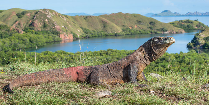 Shutterstock.com nuotr./Komodo driežai – žemėje gyvenantys drakonai, Indonezi ja