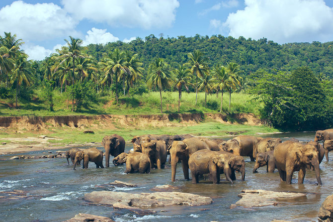 Shutterstock.com nuotr./Drambliukų maudynės upėje, Šri Lanka
