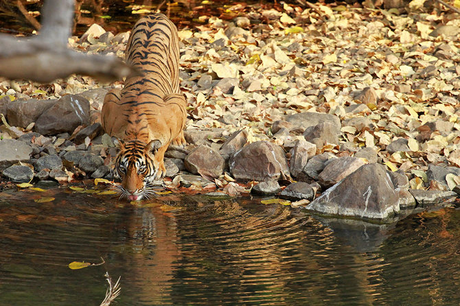 Shutterstock.com nuotr./Nacionalinio parko valdovai – tigrai, Indija